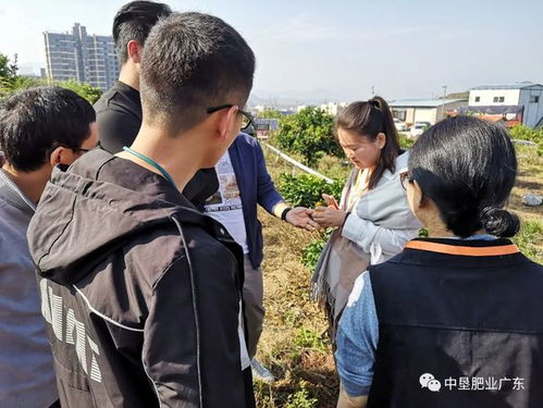 走進果園 中墾肥業(yè)農(nóng)業(yè)專家親赴廣西砂糖桔種植基地 交流施肥經(jīng)驗
