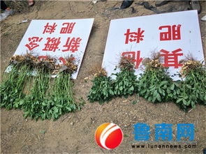 山東新概念肥業(yè)秋季花生觀(guān)摩會(huì)在莒縣召開(kāi)